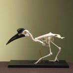 Noordelijke Hoornraaf Skelet, Ophalen of Verzenden, Opgezet dier