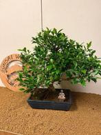 Vijgenboom bonsai (Ficus) - Hoogte (boom): 55 cm - Diepte