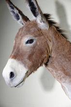 African Wild Donkey Taxidermie wandmontage - Equus africanus, Verzamelen, Dierenverzamelingen, Nieuw