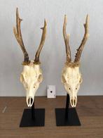 Reebok Schedel op een standaard - Capreolus capreolus - 42, Nieuw