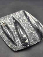 Orthoceras - Gefossiliseerd dier - 9 cm (Zonder