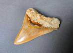 Megalodon - Fossiele tand - 124 mm - 106 mm