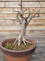 Tilia bonsai (Linden tree) - Hoogte (boom): 20 cm - Diepte