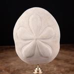 Cabinet de Curiosity - Sun Dollar - Zee-egel - Decoratieve