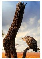 Roberto Cavalli (1971) - Into the wild / reliquary condor, Antiek en Kunst