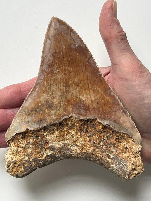Reusachtige megalodon tand 14,7 cm - Fossiele tand -, Verzamelen, Mineralen en Fossielen
