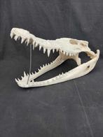 Siamese Crocodile Schedel - Crocodylus siamensis (with CITES