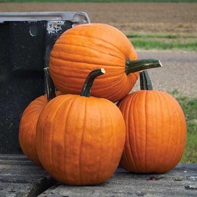 Scream II F1 Halloween pompoen zaden, Hobby en Vrije tijd, Knutselen, Nieuw