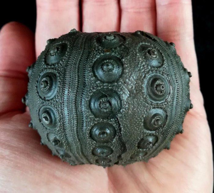 Indrukwekkende zee-egel!!! - Uitzonderlijke maat, 60 mm!!! -, Verzamelen, Mineralen en Fossielen