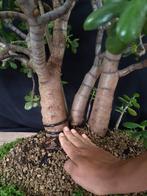 Jadeplant – Collectiestuk - Hoogte (boom): 90 cm - Diepte