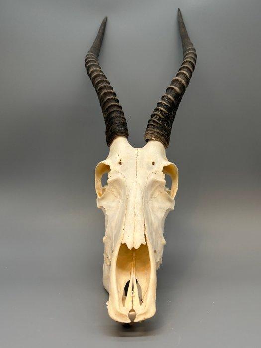 Blesbok Schedel - Damaliscus phillipsi - 45 cm - 17 cm - 35, Collections, Collections Animaux