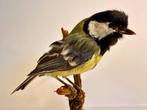 ekster (vrouwelijk) Taxidermie volledige montage - Parus, Nieuw