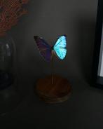 Vlinder Taxidermie volledige montage - Morpho aurora - 20 cm, Verzamelen, Dierenverzamelingen, Nieuw