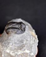 Trilobite - Animal fossilisé - Gerastos tuberculatus