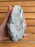 Megalodon - Fossiele tand - 15 cm - 12 cm