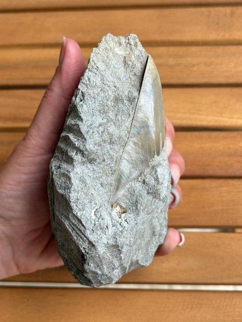 Megalodon - Fossiele tand - 15 cm - 12 cm, Verzamelen, Mineralen en Fossielen