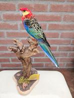 Western Rosella - ex-captivity - Taxidermie volledige, Verzamelen, Dierenverzamelingen, Nieuw