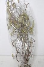 Kronkelhazelaar corylus av contorta 3-jarig ca. 120-129 cm, Nieuw