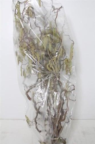 Kronkelhazelaar corylus av contorta 3-jarig ca. 120-129 cm, Hobby en Vrije tijd, Knutselen, Nieuw