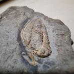 Colpocoryphe roualti déformé et rare - 3,3 x 2,4 cm - Animal