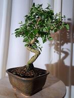 Liguster bonsai (Ligustrum) - Hoogte (boom): 25 cm - Diepte