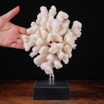 Branche de corail blanc exclusive - Base élégante en bois et, Verzamelen, Nieuw