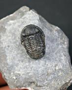Trilobiet - Gefossiliseerd dier - Proetus granulosus (Zonder, Verzamelen, Mineralen en Fossielen