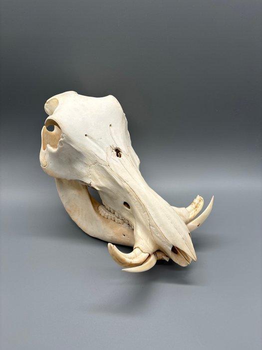 Wrattenzwijn Schedel van een zoogdier - Phacochoerus, Verzamelen, Dierenverzamelingen