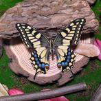 Vlinder Taxidermie volledige montage - Swallowtail butterfly, Verzamelen, Dierenverzamelingen, Nieuw
