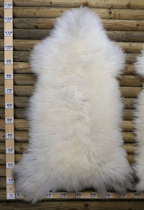 Schaap Balg - Ovis aries - 0 m - 130 cm - 75 cm -, Verzamelen, Dierenverzamelingen
