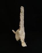 Plesiosaurus - Fossiel wervelbot - Vértebra fósil de, Verzamelen, Mineralen en Fossielen