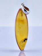 Ambre - Crystal Clear BALTIC AMBER MOSQUITO – Natural Fossil