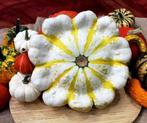Fall blossom f1 witte patisson met gele strepen pompoen 250, Nieuw