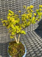 Berberis Thunbergii - Hoogte (boom): 21 cm - Diepte (boom):, Antiek en Kunst