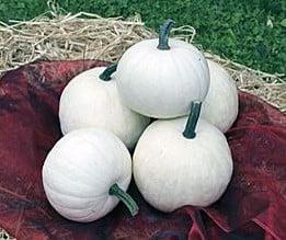 Snowball F1 Witte pompoen 1000 zaden, Huis en Inrichting, Woonaccessoires | Kunstplanten en Kunstbloemen, Nieuw