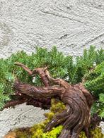 Jeneverbes bonsai (Juniperus) - Hoogte (boom): 15 cm -