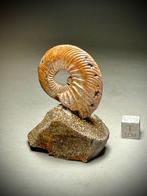 Superbe ammonite décorative - Coquillage fossilisé -, Collections, Minéraux & Fossiles