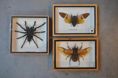 spin -kevers Taxidermie wandmontage - eurypeima spinicrus -, Verzamelen, Dierenverzamelingen