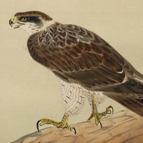 Hawk on a Pine Tree - With signature Eiho , Tomo-bako -, Antiek en Kunst, Antiek | Overige Antiek
