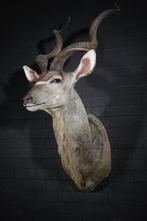 Support dépaule Grand Kudu - Crâne - Tragelaphus, Verzamelen, Dierenverzamelingen, Nieuw
