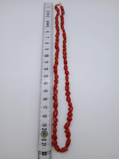 Bloedkoraal Koraal - Corallium rubrum (Zonder Minimumprijs), Antiek en Kunst, Curiosa en Brocante