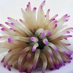 Condylactis Gigantea pink tip M (Ong. 4-6 cm), Dieren en Toebehoren