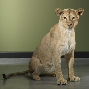 Leeuw Subadult Zittend Taxidermie Opgezette Dieren By Max beschikbaar voor biedingen