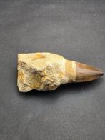 Mosasaurus - Gefossiliseerd dier - 10 cm (Zonder