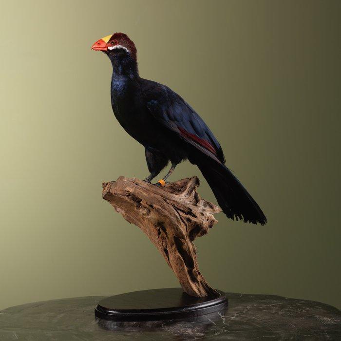 Toerako Taxidermie volledige montage - Musophaga violacea -, Verzamelen, Dierenverzamelingen