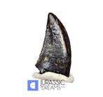 Topzeldzaam Acheroraptor temertyorum (Dromaeosauride Raptor