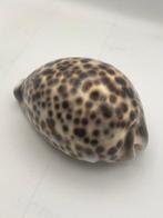 Gastéropode Coquillage marin - Cyprae tigris (Sans prix de, Antiek en Kunst