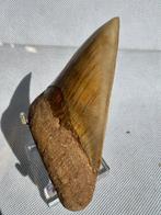Megalodon - Fossiele tand - Carcharocles megalodon - 10.8 cm, Verzamelen, Mineralen en Fossielen