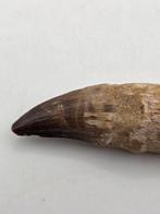 Mosasaurus - Gefossiliseerd dier - 11 cm (Zonder