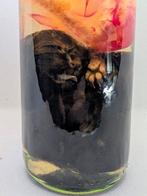 Chat Support de corps entier pour taxidermie - Felis catus -